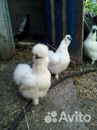 Китайские шелковые куры