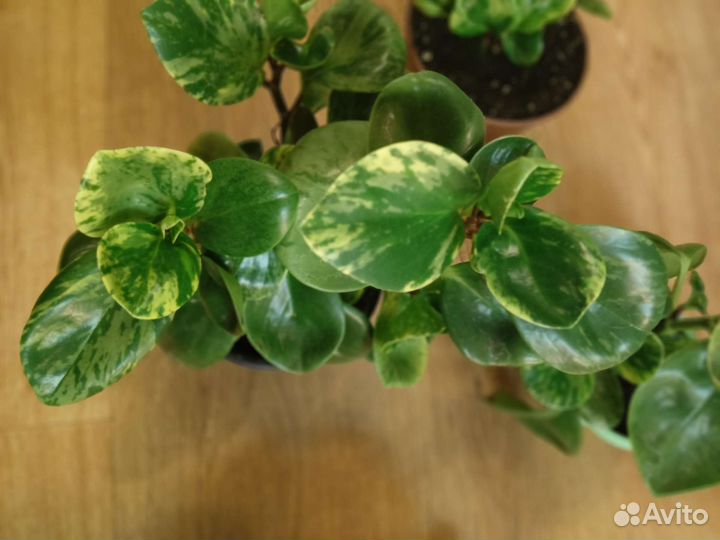 Пеперомия вариегатная