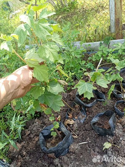 Саженцы смородины, крыжовника, ежевики