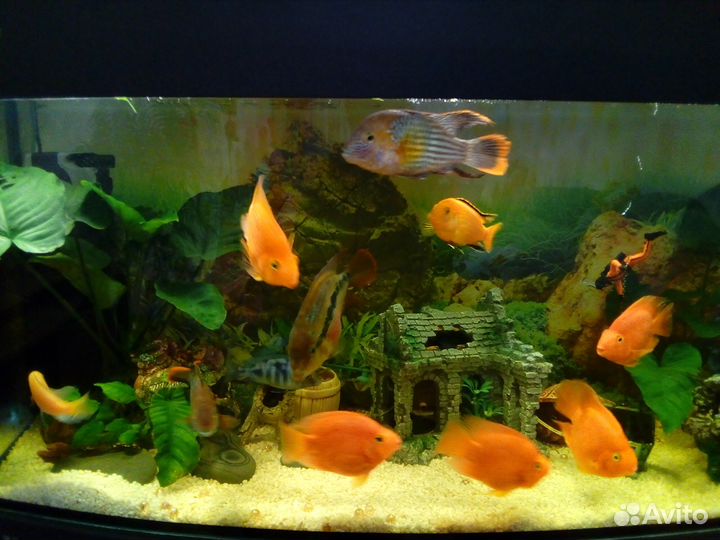 Обслуживание аквариумов