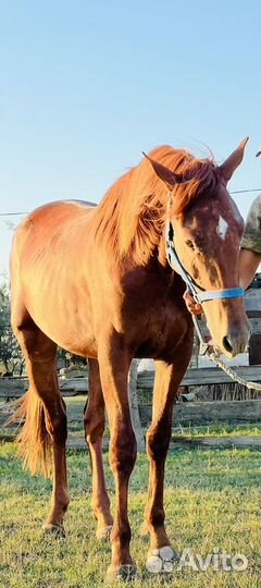 Английская лошадь