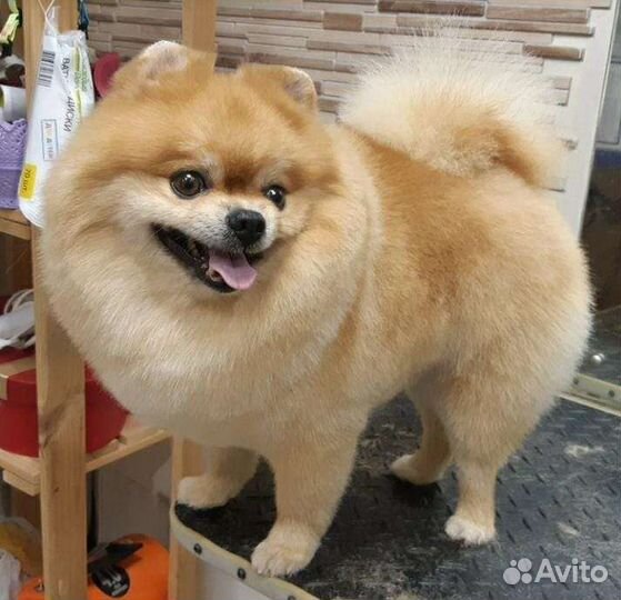 Груминг собак и кошек