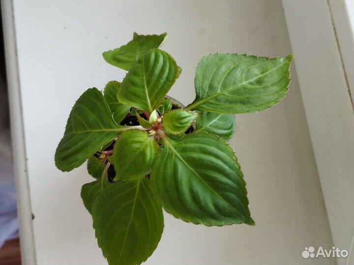 Бальзамин оранжевый махровый