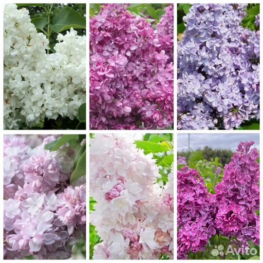 Сирень саженцы