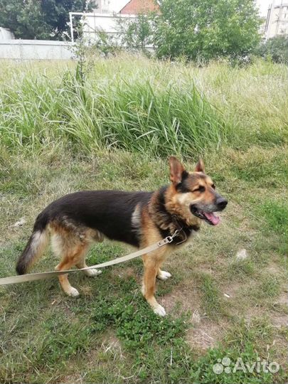 Передержка животных-Зооняня