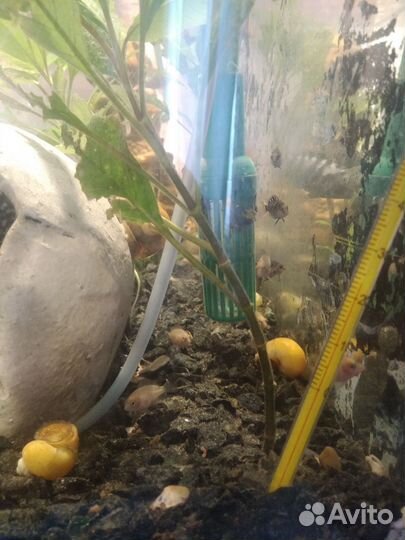 Цихлозомы. Фламинго и Чернополосые