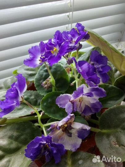 Фиалки цветущие в горшке