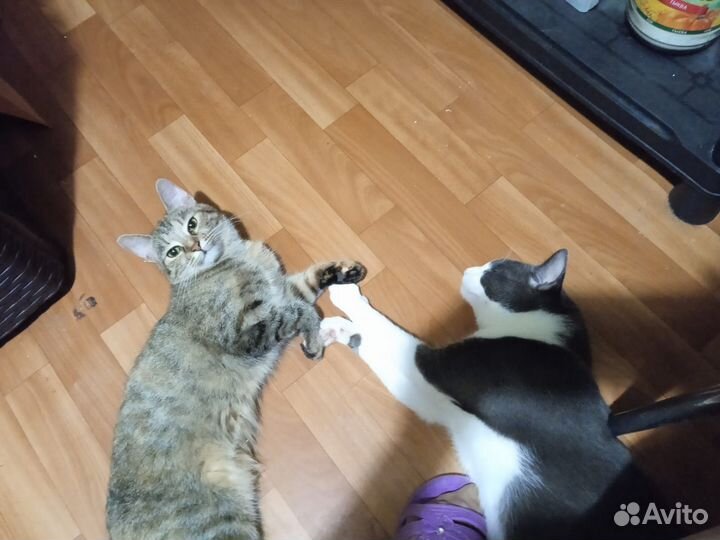 Котята в добрые руки