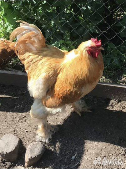 Петух чистокровный кохинхин на племя