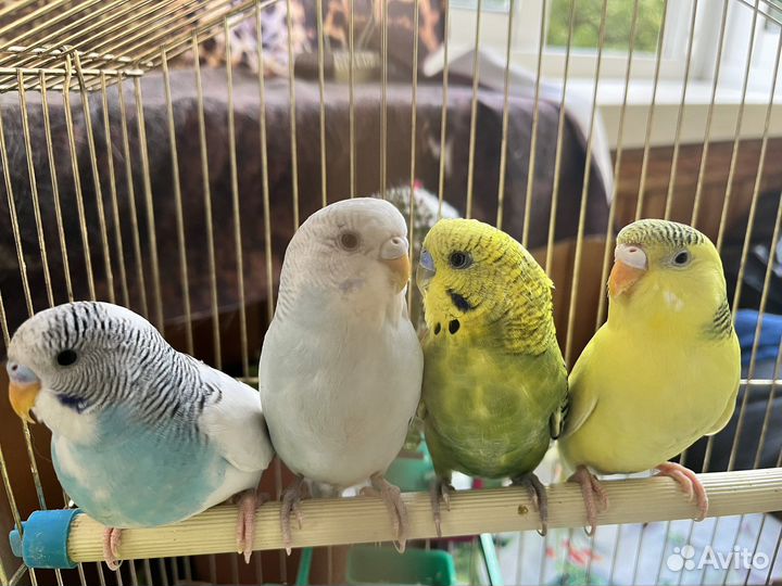 Попугайчики волнистые