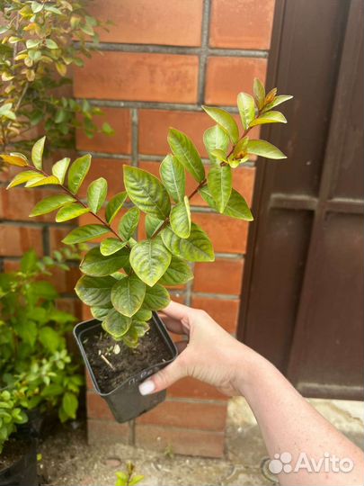 Лагерстремия