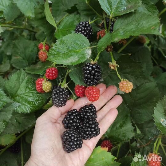 Саженцы ежевики. Лох тей. Натчез. Карака блек