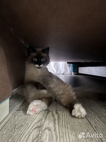 Кошки рэгдолл