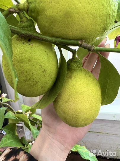 Лимон комнатный Мейер