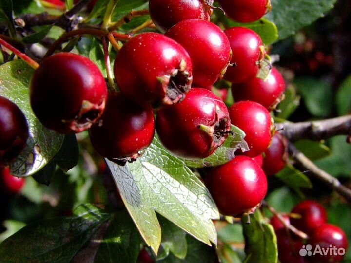 Боярышник плоды