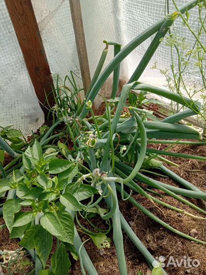 Многоярусный лук семена