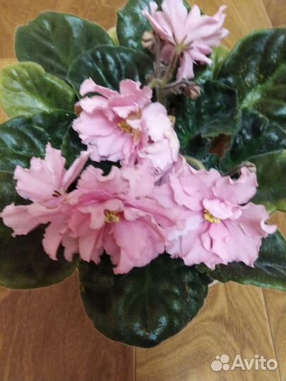 Сортовые фиалки