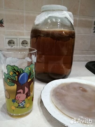 Чайный гриб