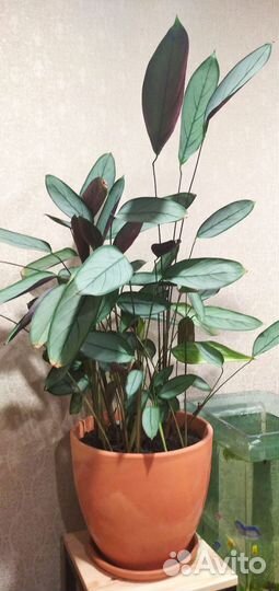 Комнатное растение ктенанта