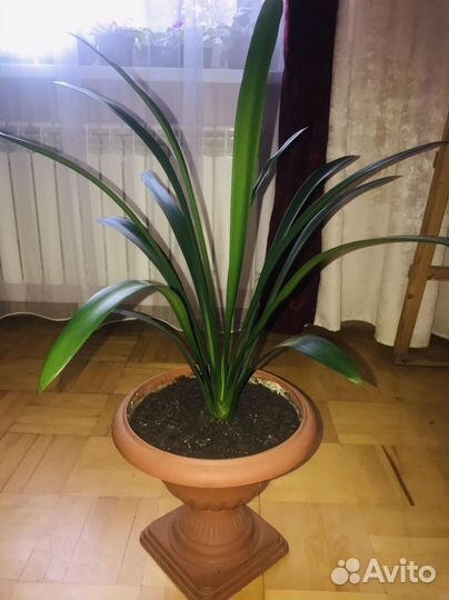 Кливия
