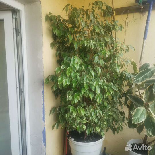 Фикус бенджамина