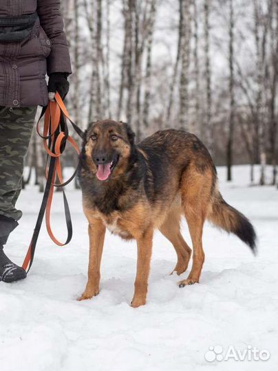 Собаки - сестрички ищут своих хозяев