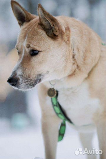 Собака Рик в дар бесплатно