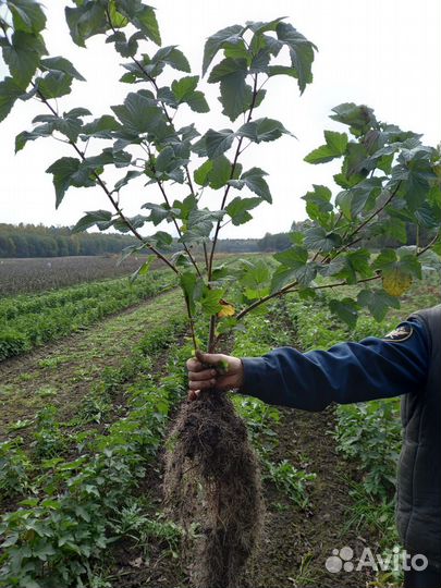 Саженцы черной смородины