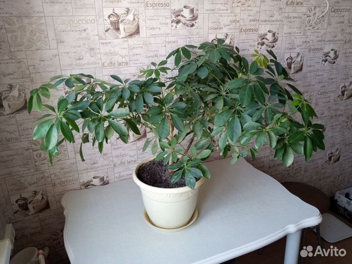 Шеффлера кустовидная шестилетняя