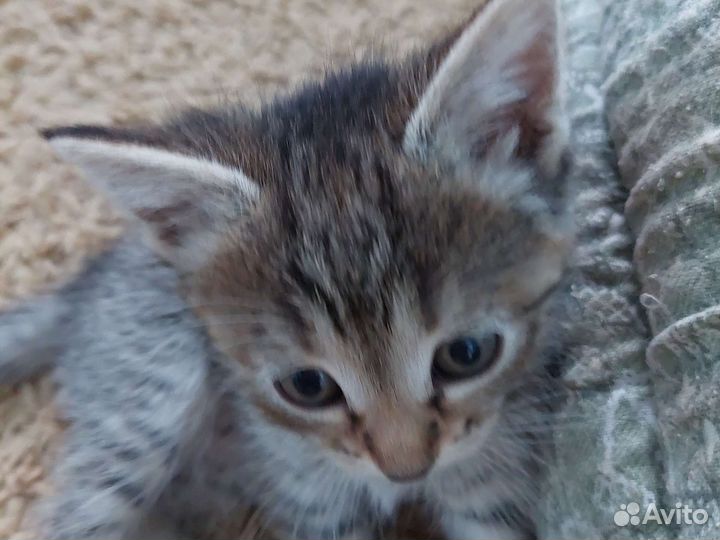 Котята в дар