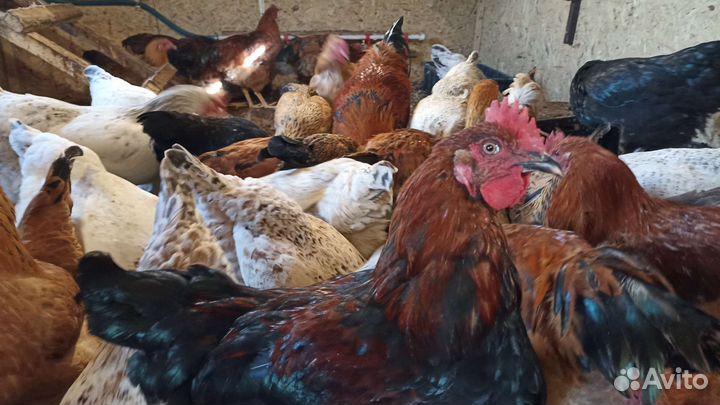 Петухи и куры