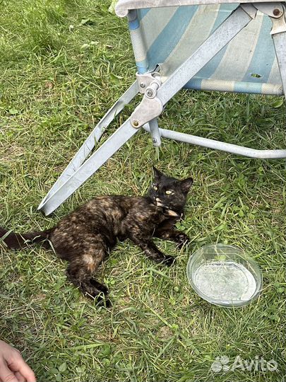 Очень ласковая кошка