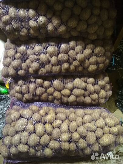 Картофель галла, королева анна с доставкой