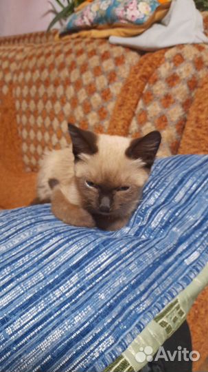 Котята отдам бесплатно