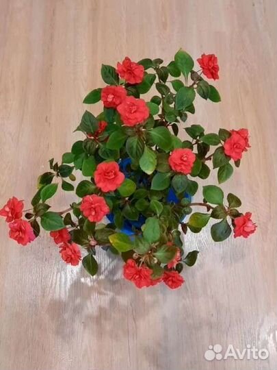 Бальзамин махровый. Ванька мокрый