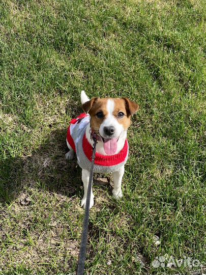 Модель Джек рассел девочка