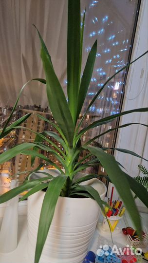 Пальма юкка