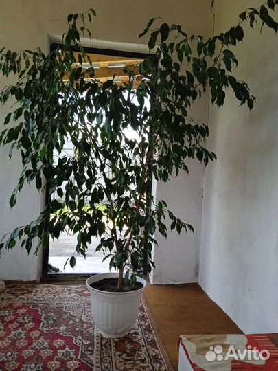 Фикус бенджамина большой