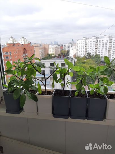 Листья Бога - Джинура прокумбес