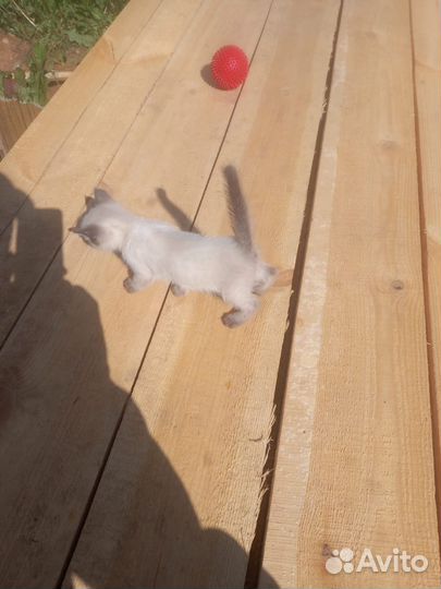 Сиамские котята