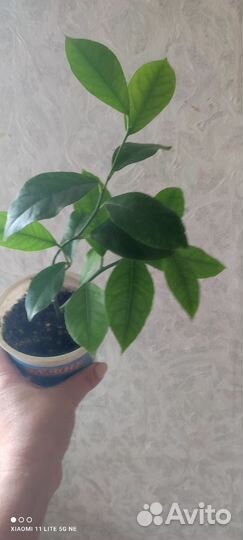 Лимон саженцы мал.деревца