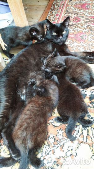 Отдам котят