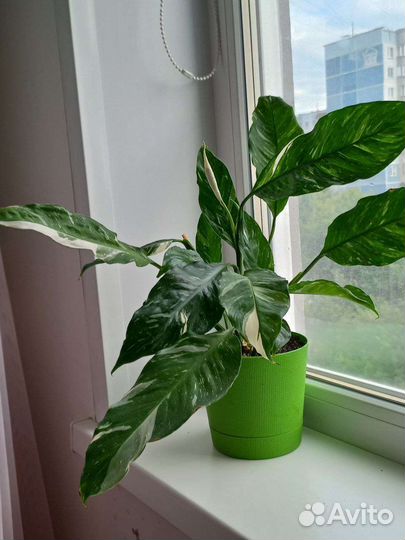 Спатифиллум домино