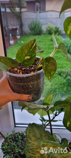 Сциндапсус пестролистый плющ