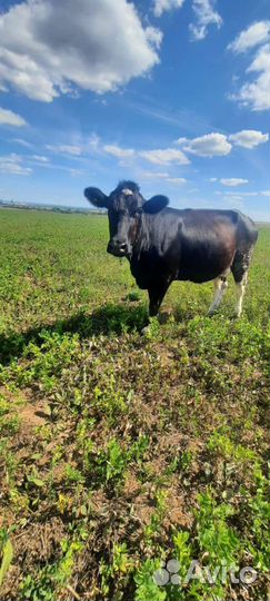 Продам телок