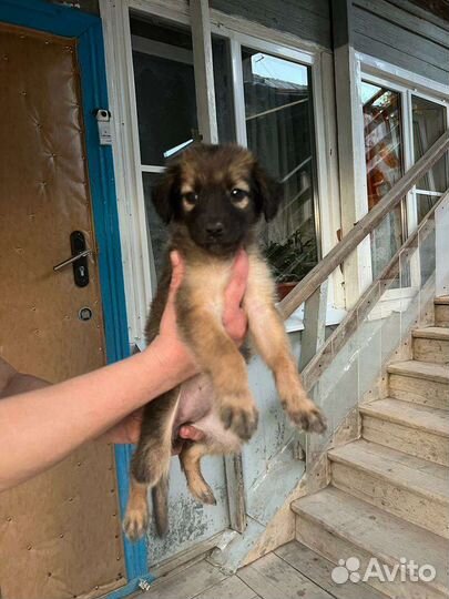 Собака щенок в добрые руки бесплатно