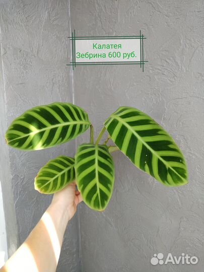 Калатеи (часть 4)