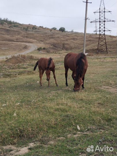 Продажа лошадей