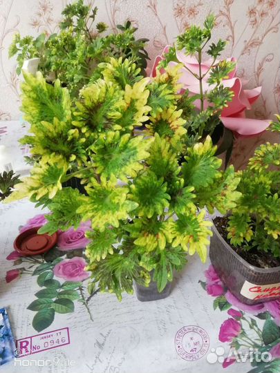 Астра,флокс,герань,колеус,фиалка,алоэ, дельфиниум