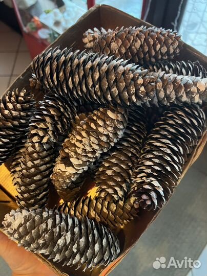 Шишки для декора